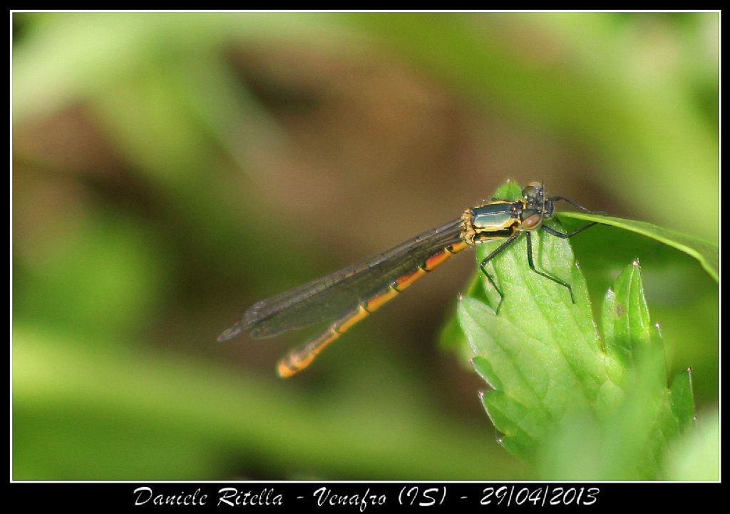 Ident. libellula 2 - Venafro (IS)